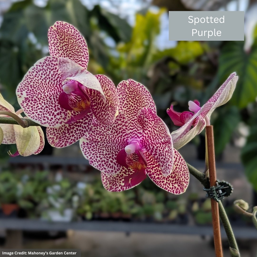 Orchid – 4″/5″ Pot